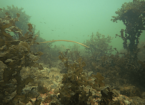 Tång vid Räsnäs -nyårsdyk