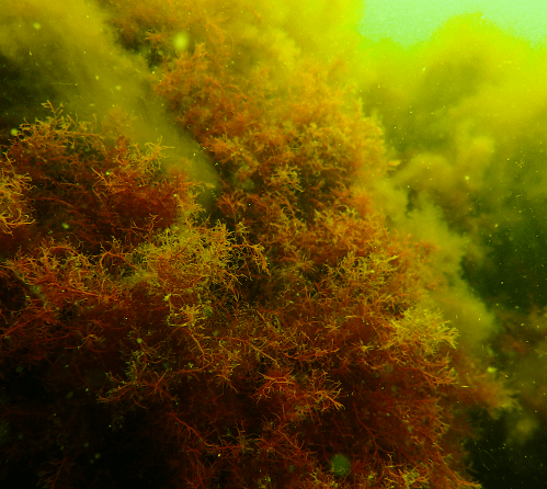 1 Rhodomela confervoides norra östersjön