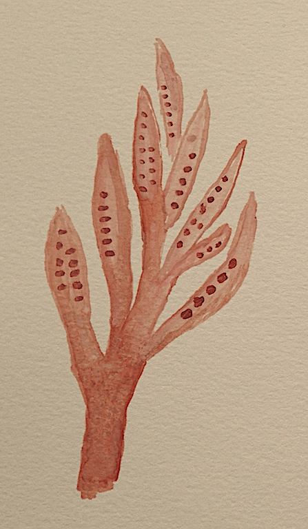 5 gren tetrasporofyt Rhodomela