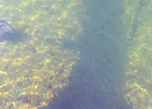 Bild 1 spiggen samlas vid bryggan