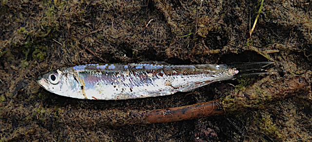 Bild 1 Vassbuk sjöängen 20200324