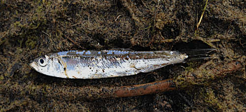 Bild 1 Vassbuk sjöängen 20200324