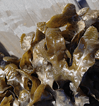 Bild 2 Nya receptakel&nbsp;anlag