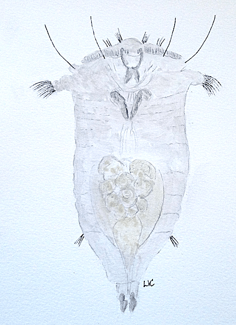 1 a Syncheata, hjuldjur 20200424