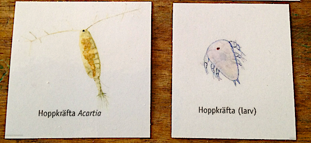 1 b Hoppkräftor + naulier