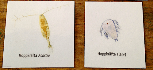 1 b Hoppkräftor + naulier