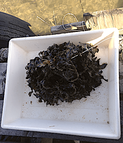 1 Tångruskan hämtad vid bryggan