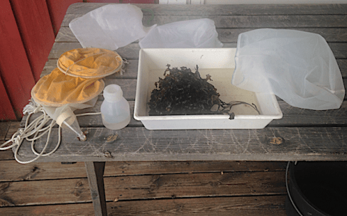 2 provtagning av plankton o tångruska20200416