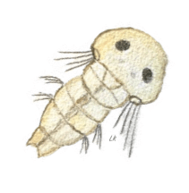 3 Havsborstmask larv