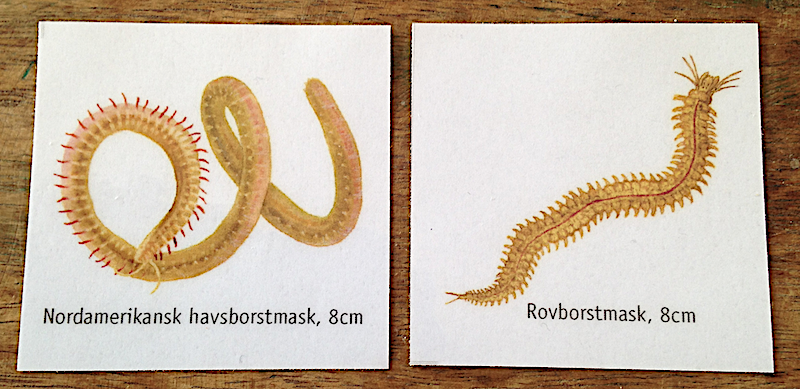 4 havsborstmaskar 202004