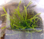 4 Ulva intestinalis20200329