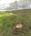 6 Snäcka o&nbsp;snäckskitar