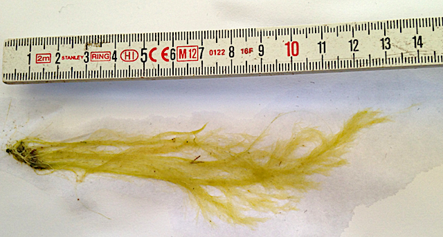 7 grönslick 20200429