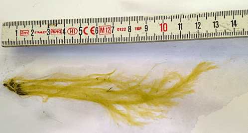 7 grönslick 20200429