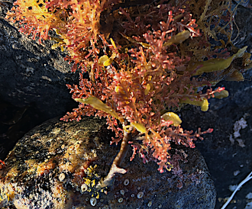 Osmundea på btåstång