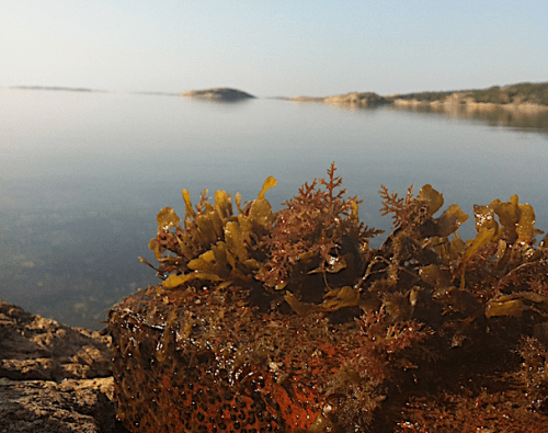 Osmundea på tegelsten