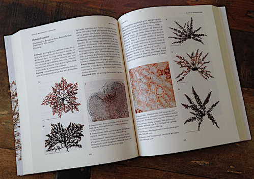 Osmundea pinnatifida Danmarks alger