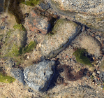 Tånglake o snäckor