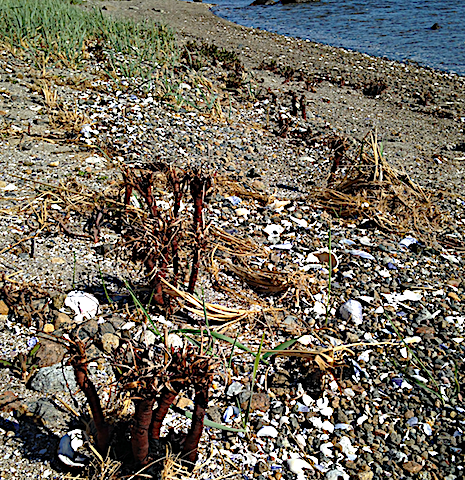 5 Strandaster , bonsai 20200522