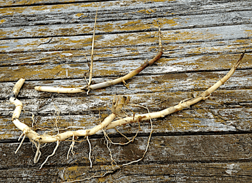 5 Vassrotstockar kol lagring 20200515