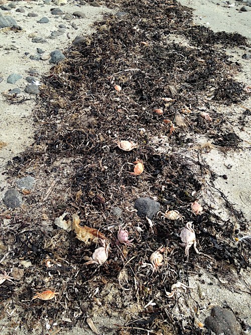 6 döda krabbor i tångvall20200532