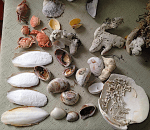 7 Strandfynd ostrontjuv&nbsp;mm20200522