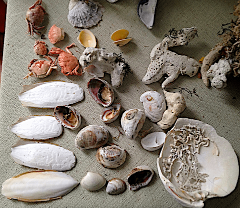 7 Strandfynd ostrontjuv mm20200522