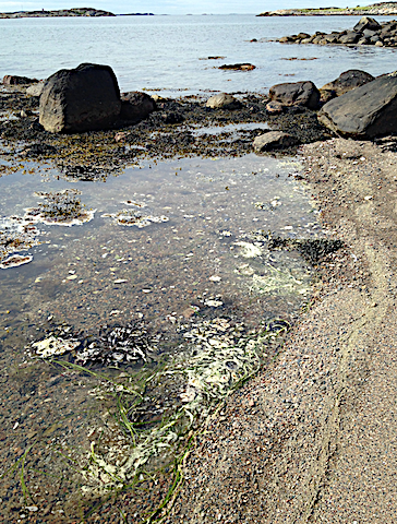 8 Tallpollen o ålgräs 20200520