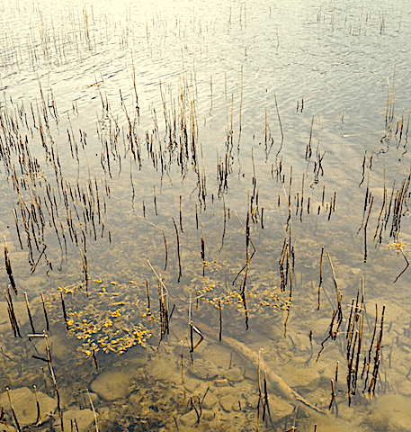 Bild 2 blåstång i vass 20200506