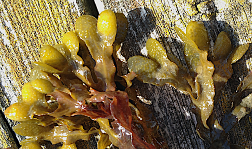 bild 4 receptakler 20200504