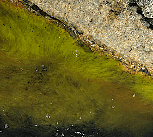 bild 6 Korvsnöre i grönslicksbälte 20200506