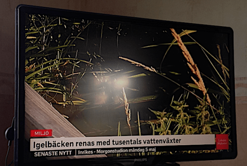 igelbäcken renas20200505