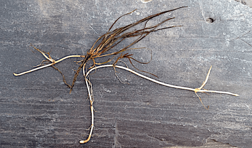 3 borstnate 20200615