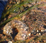 6 snäcka äggsamling&nbsp;20200615