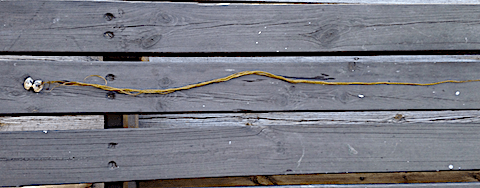 8 Chorda på snäckskal