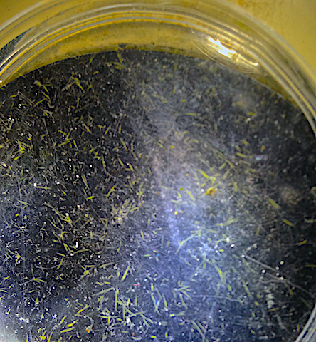 Aphanizomenon blomning 20200618 Räfsnäs