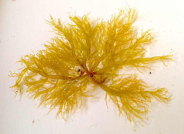 bild 2 Chylocladia 20200523