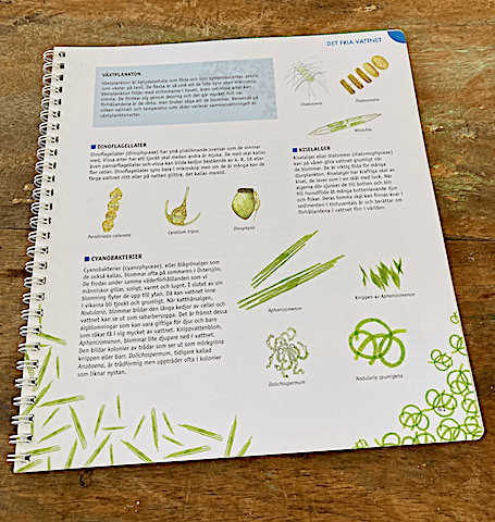 Bild från Livet i Havet