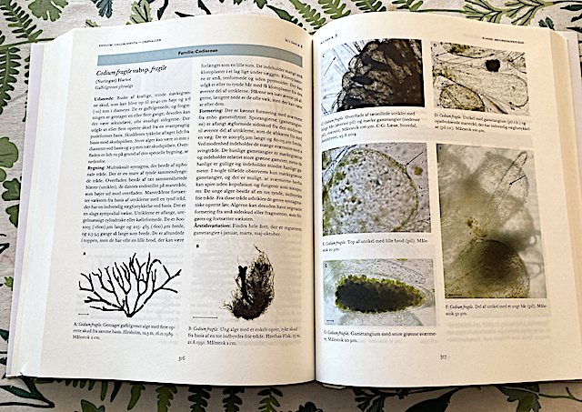 Codium bilder Danmarks havslager , del 2