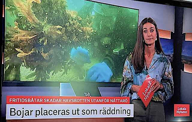 4 Blåstång fästs ovanför bojstenarna