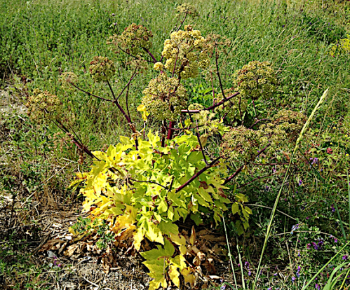 4 Strandkvanne 201907 Saltö