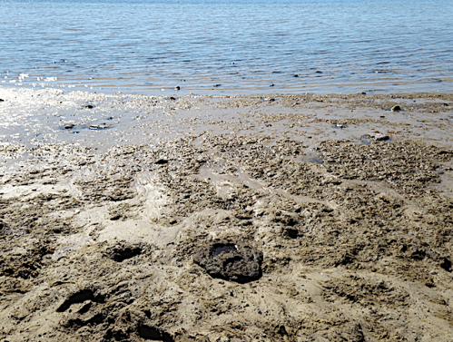 5 koblaffor på stranden 20200616