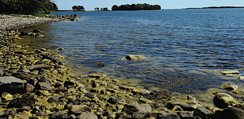 grönslick o tång lågvatten Riddersholm20200614
