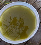 algblomning i vassen