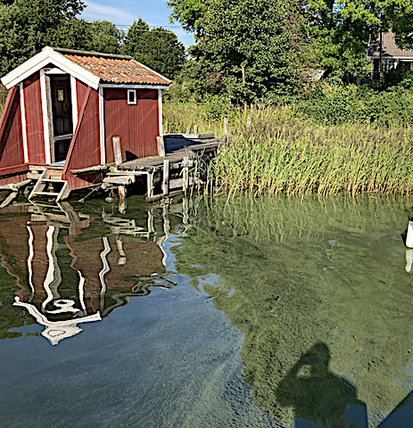 cyanobakterier vid badhytten 20200807